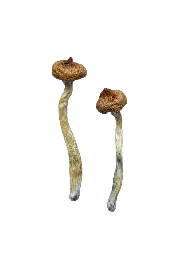 Buy Escondido Magic Mushrooms Online